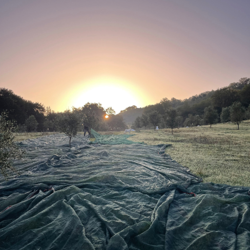 7 Delicious Ways to Use Extra Virgin Olive Oil Every Day