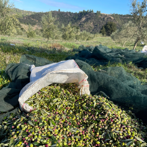 From Grove to Table: The Journey of Our Olive Oil