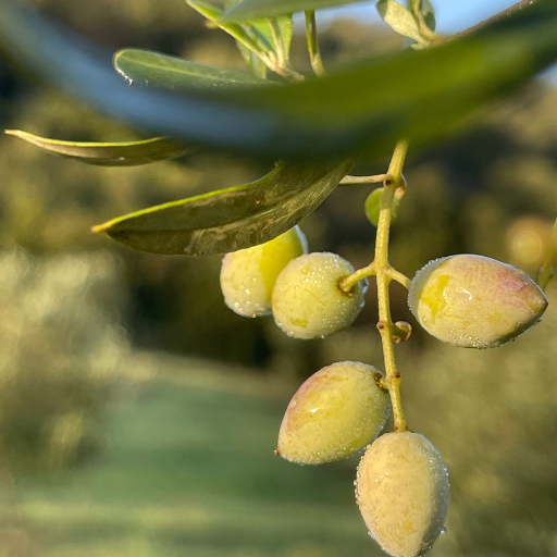 How to Choose the Perfect Olive Oil: A Beginner’s Guide